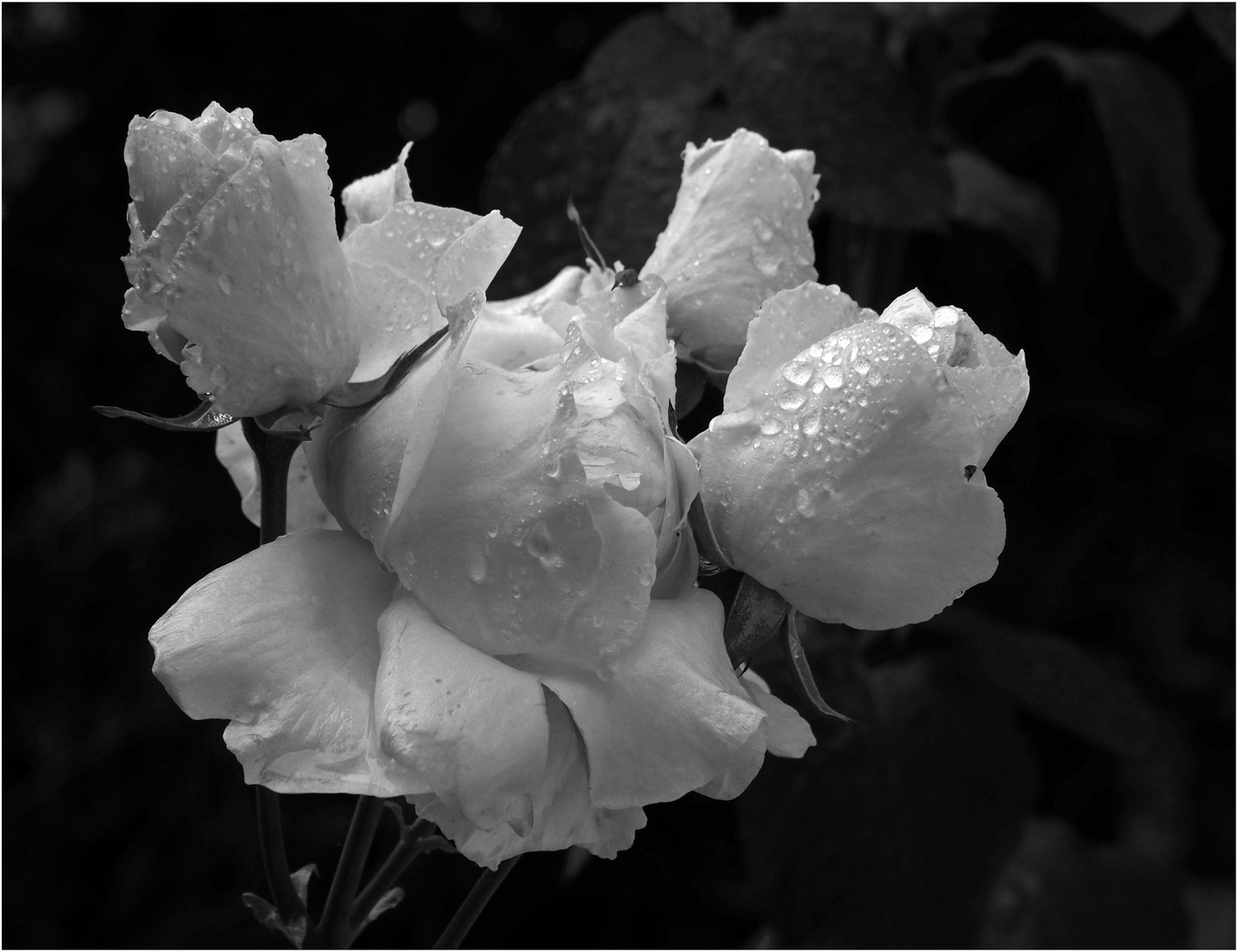 Roses blanches Queen Elisabeth