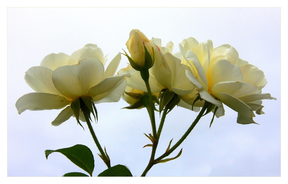 " Roses blanches sous un fond de ciel gris "