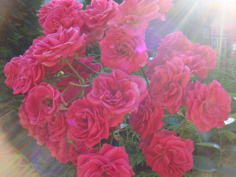 roses