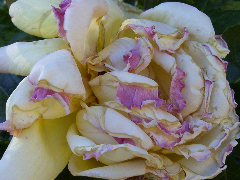 Roses d'Aphrodite