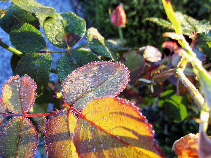 Roses d'automne