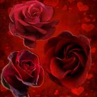 roses de la st Valentin 