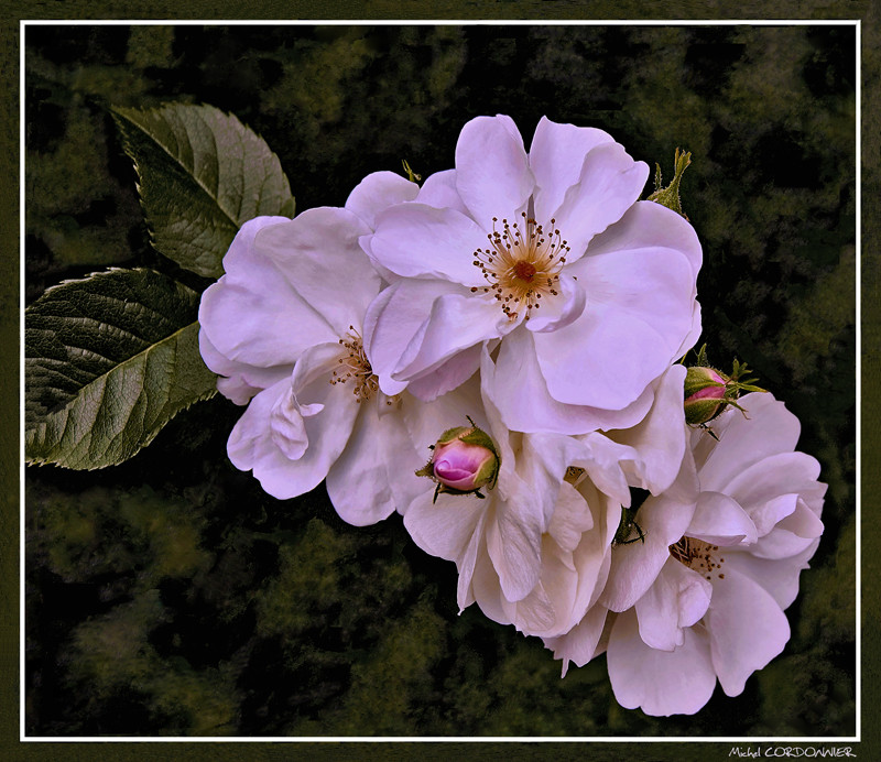 Roses de mon jardin...