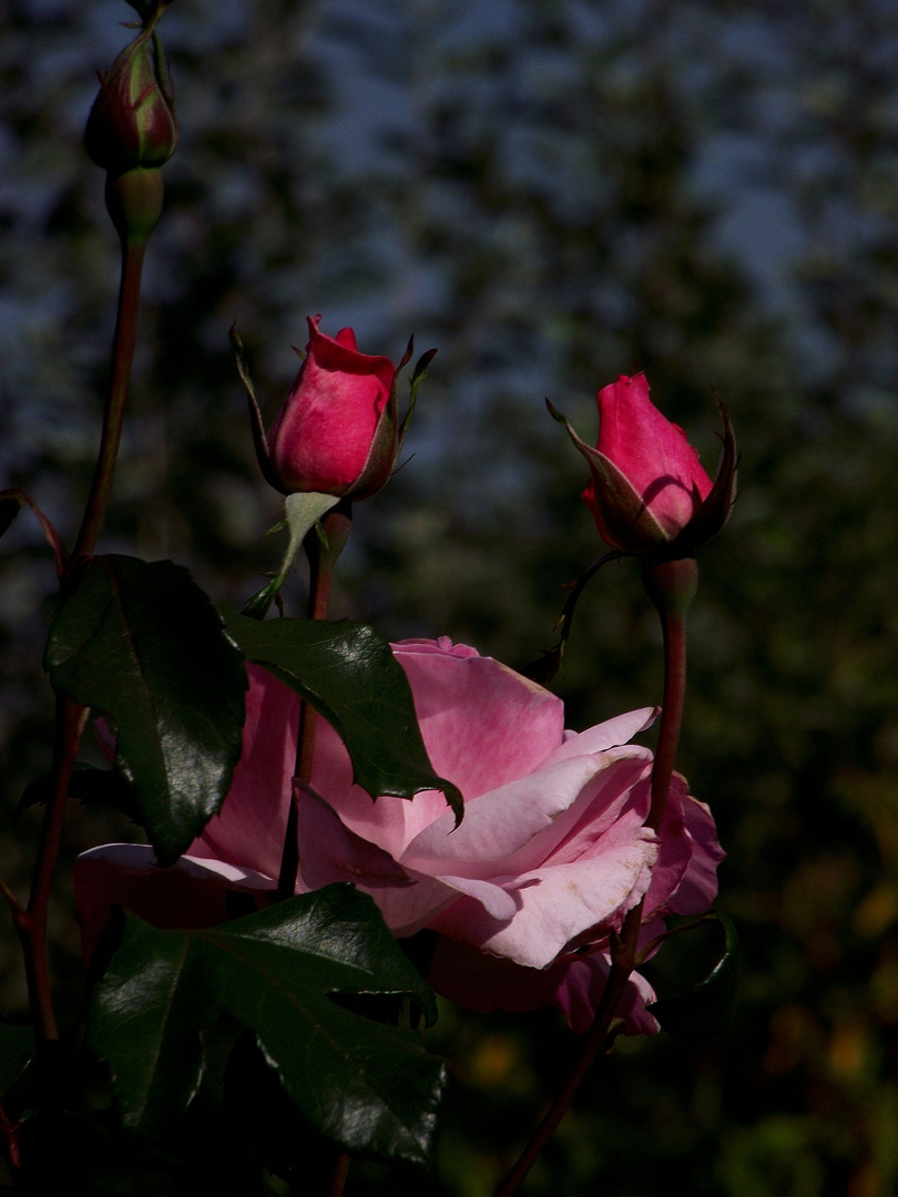 ROSES DE MON VERGER