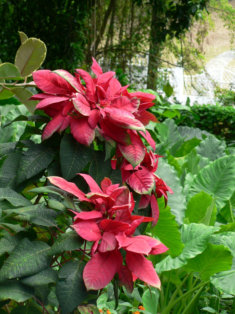 roses de Noël en été !