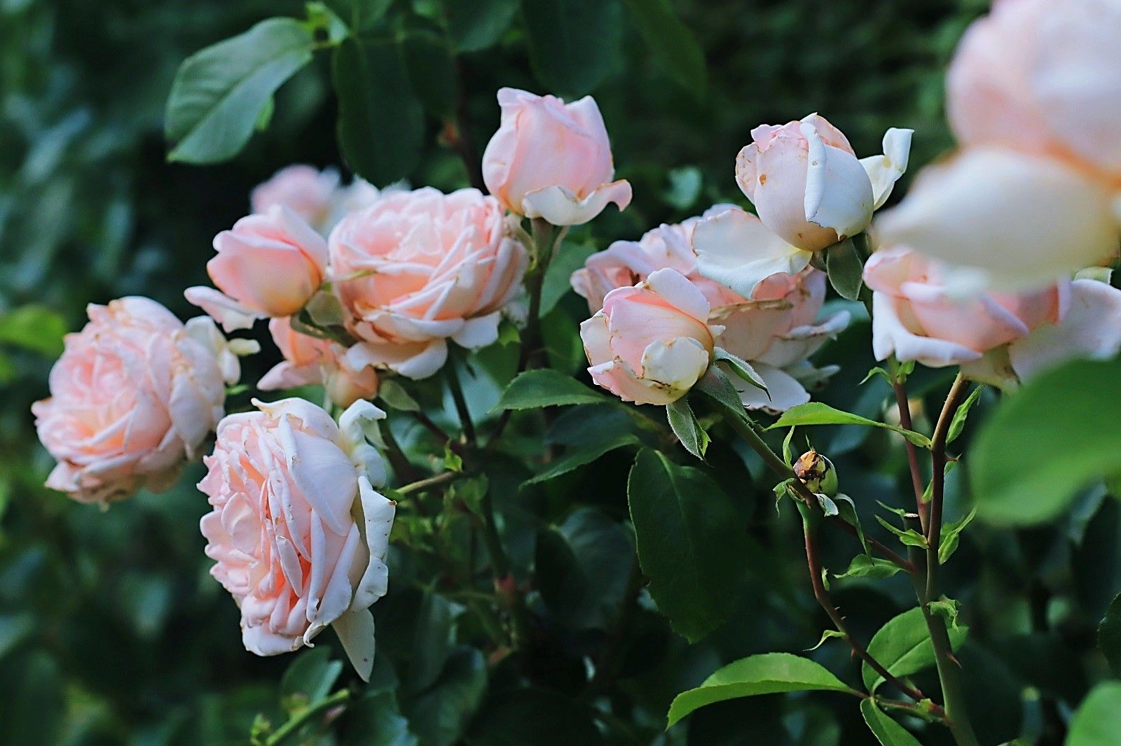 Roses de Versailles