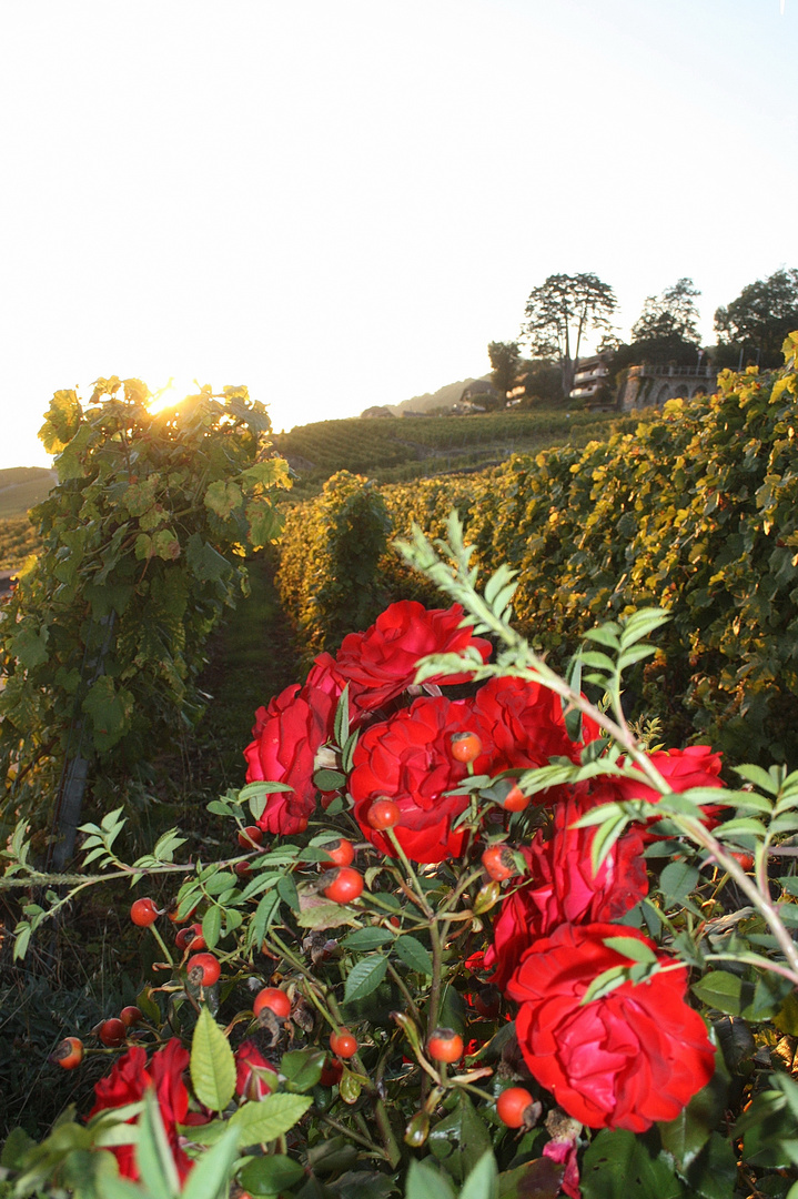 roses de vignes