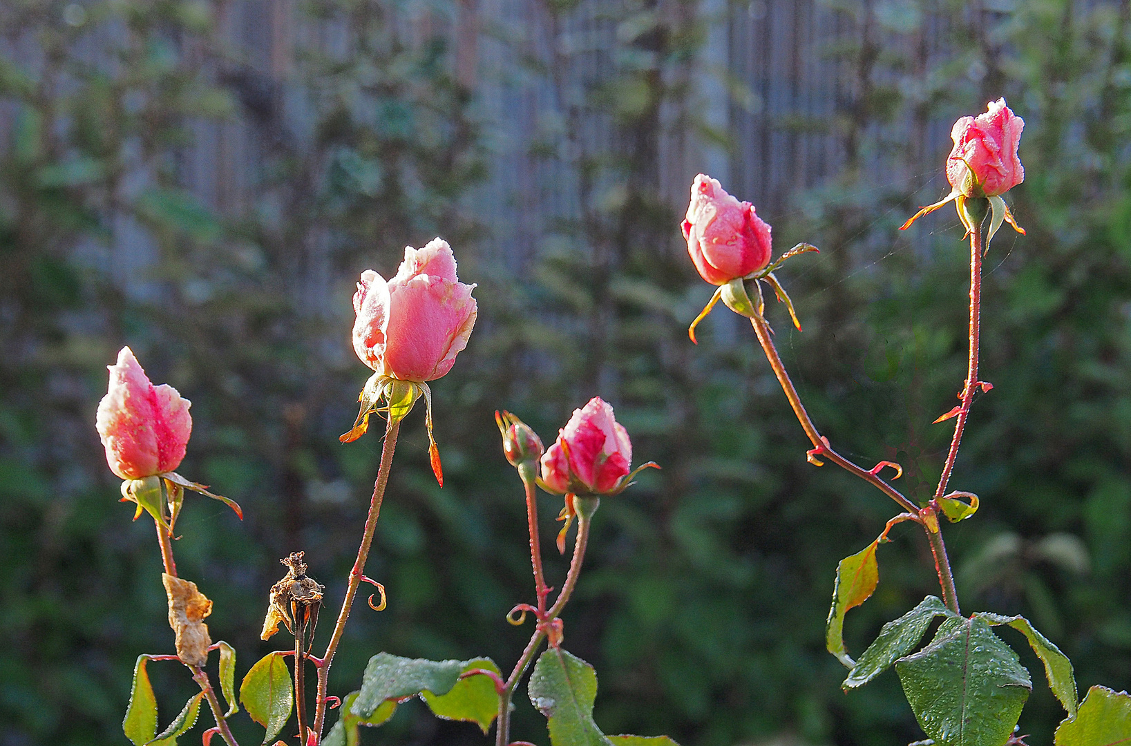 Roses de…presque Noël dans le jardin