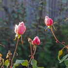 Roses de…presque Noël dans le jardin