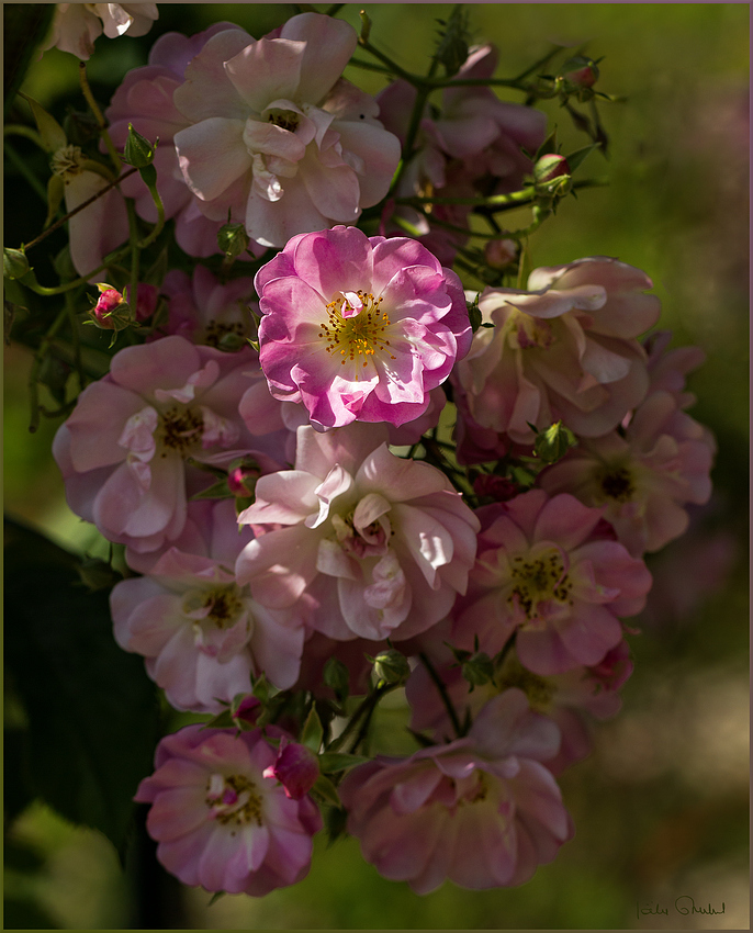 Roses d'extrême orient .