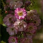 Roses d'extrême orient .