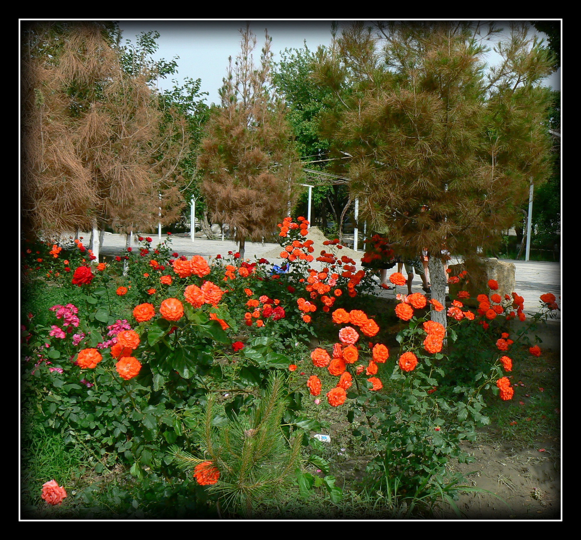 ROSES - D'OUZBEKISTAN