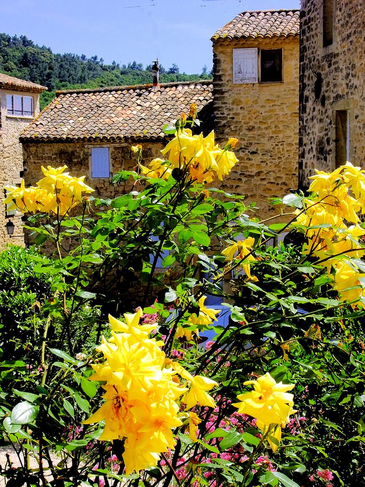 Roses du Luberon