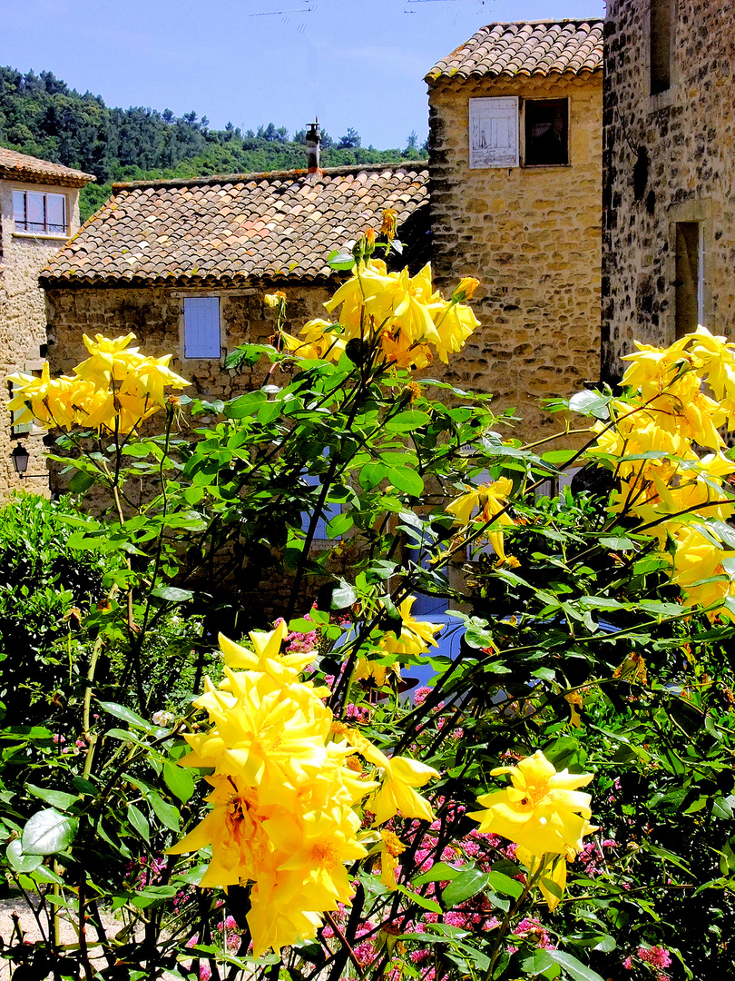 Roses du Luberon