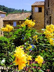 Roses du Luberon