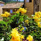 Roses du Luberon