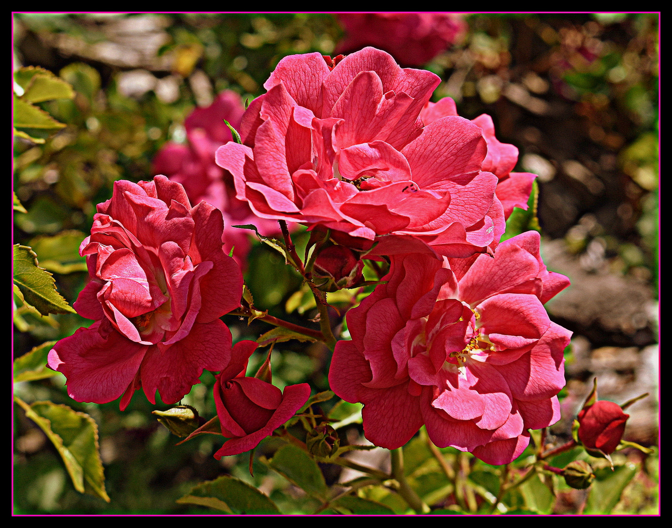 roses