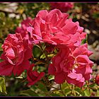 roses