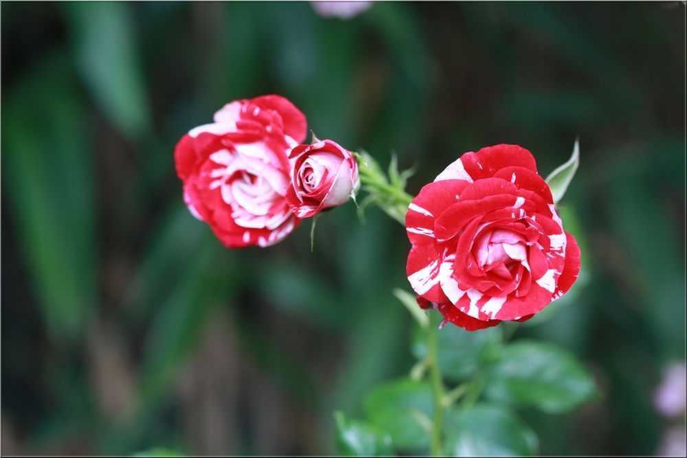 ..Roses en rose et blanc..