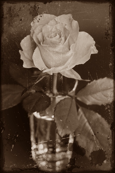 Roses en sepia