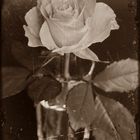 Roses en sepia