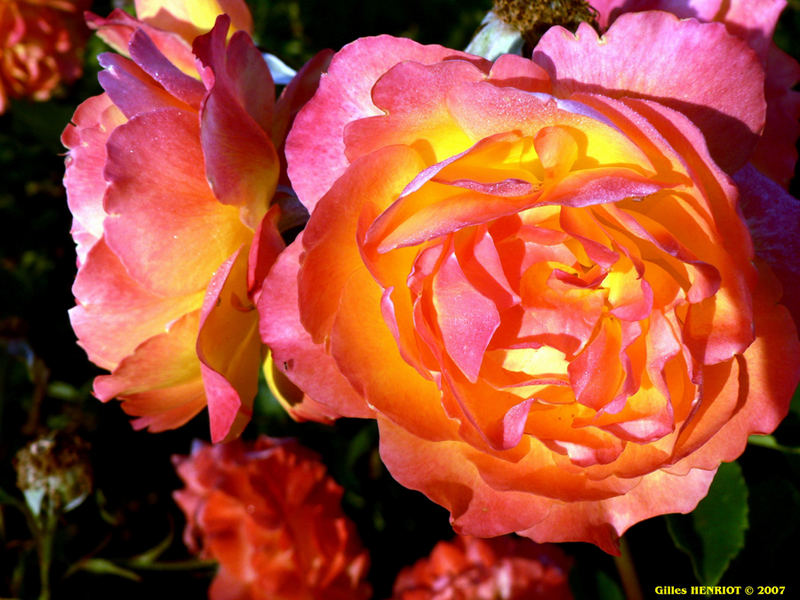 Roses ensoleillées