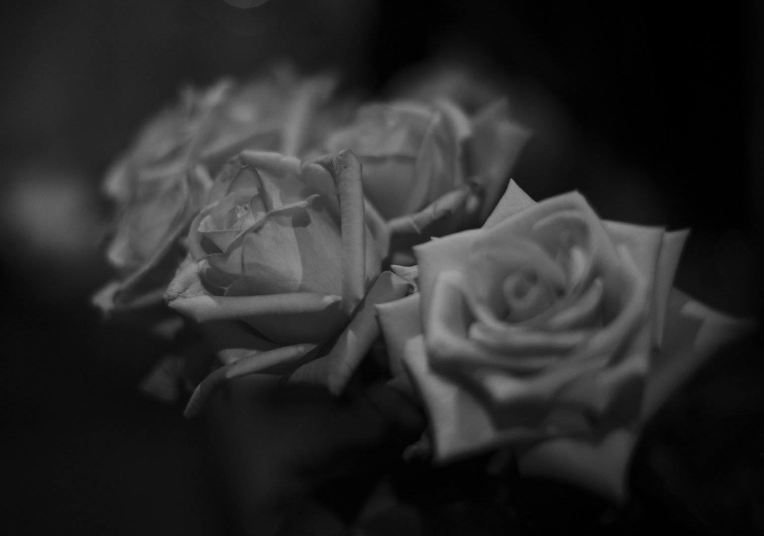 roses