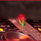 Roses for the DJ