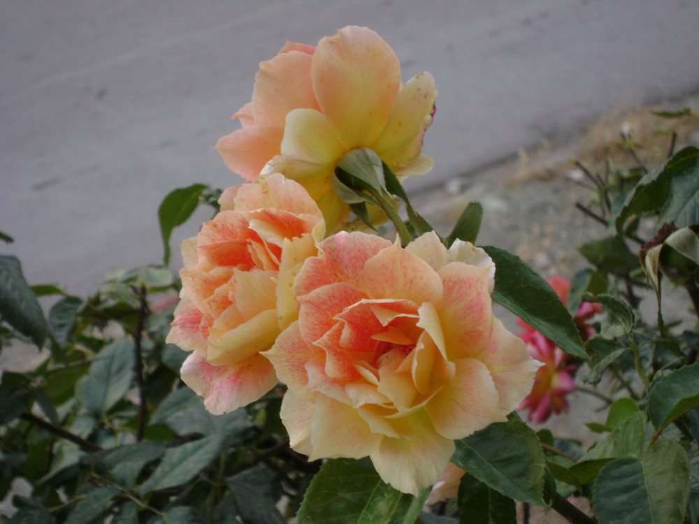 roses from my old Garden