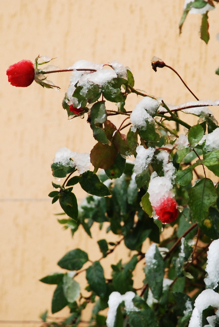 Roses glacées.