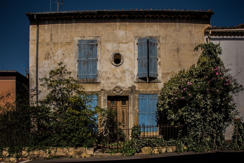 roses grimpantes sur la vieille façade