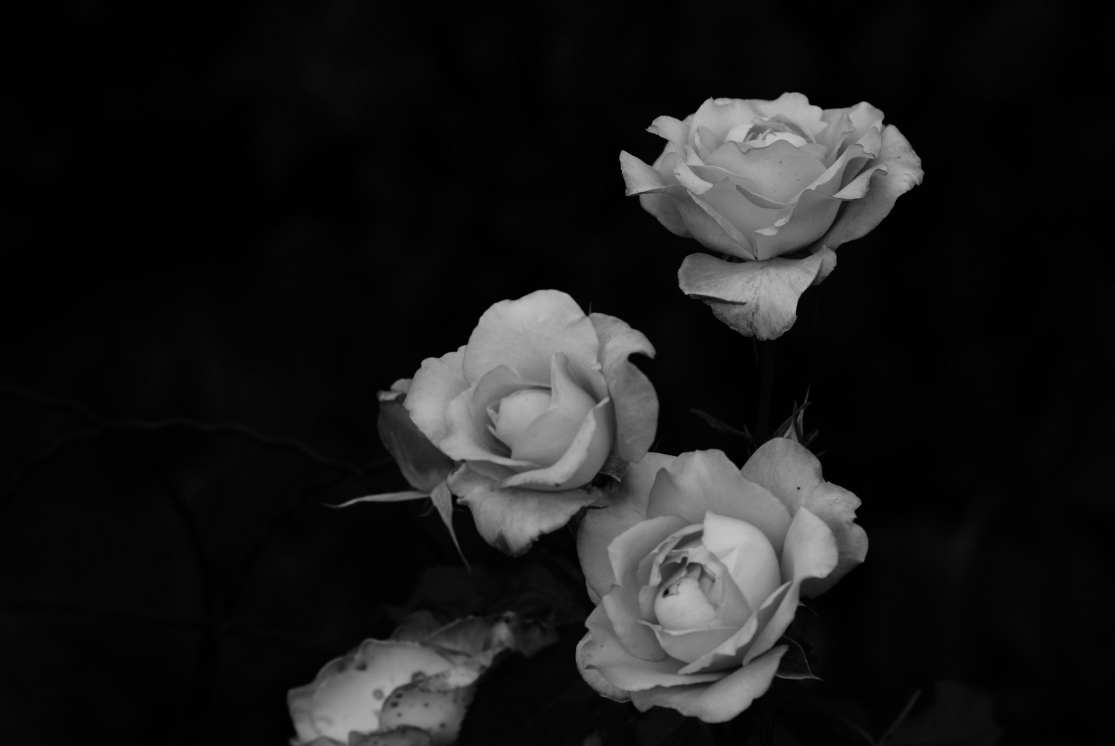 Roses in Darkness