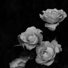 Roses in Darkness