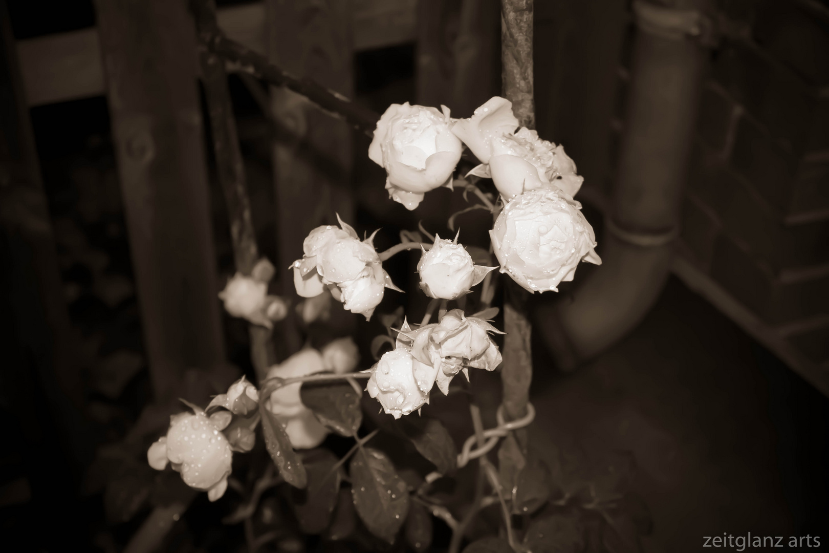 roses in sepia