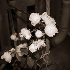 roses in sepia