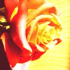 Roses in sun