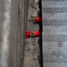 Roses in the gutter