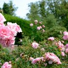 Roses in the Monk's Garden