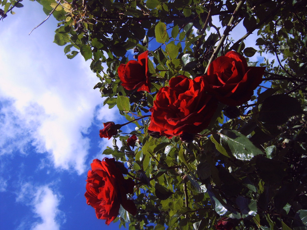 roses in the sky - 'a message' -