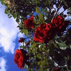 roses in the sky - 'a message' -