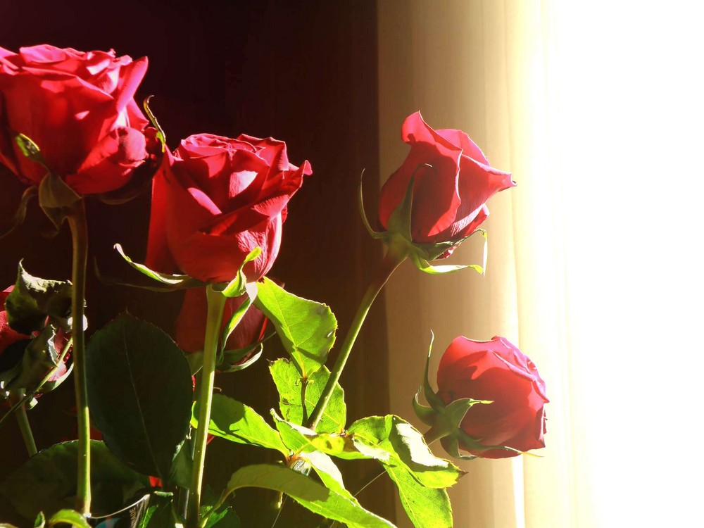 Roses in the sun.....