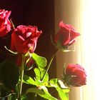 Roses in the sun.....
