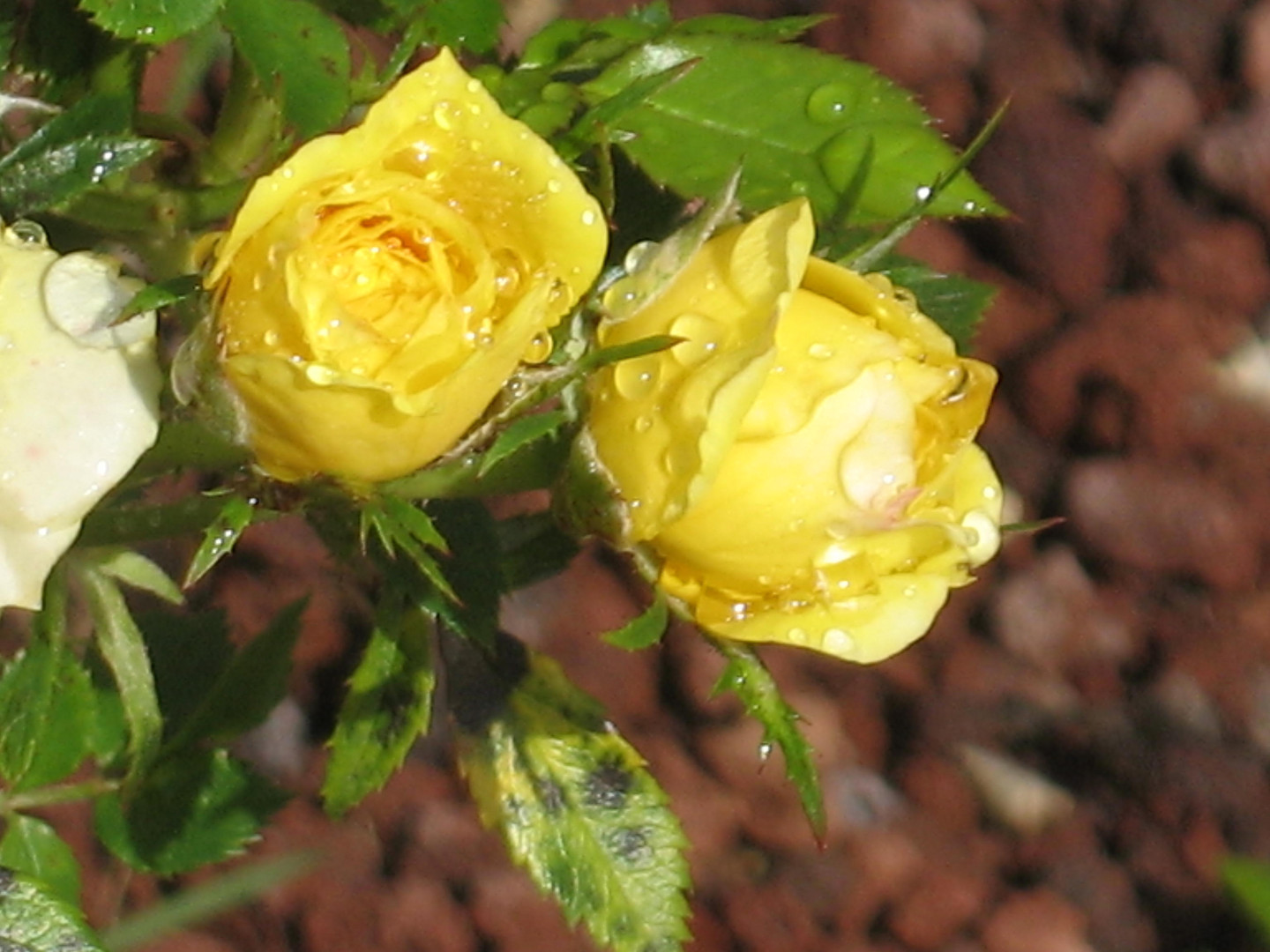 roses jaunes