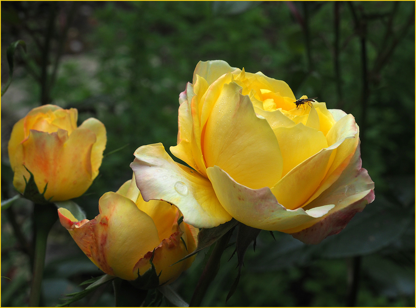 Roses jaunes et visiteur