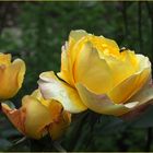 Roses jaunes et visiteur