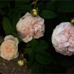 Roses near the old garden-bench...