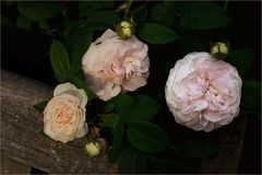 Roses near the old garden-bench...