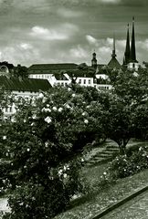 Roses of Luxembourg