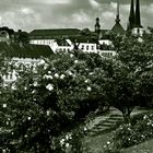 Roses of Luxembourg