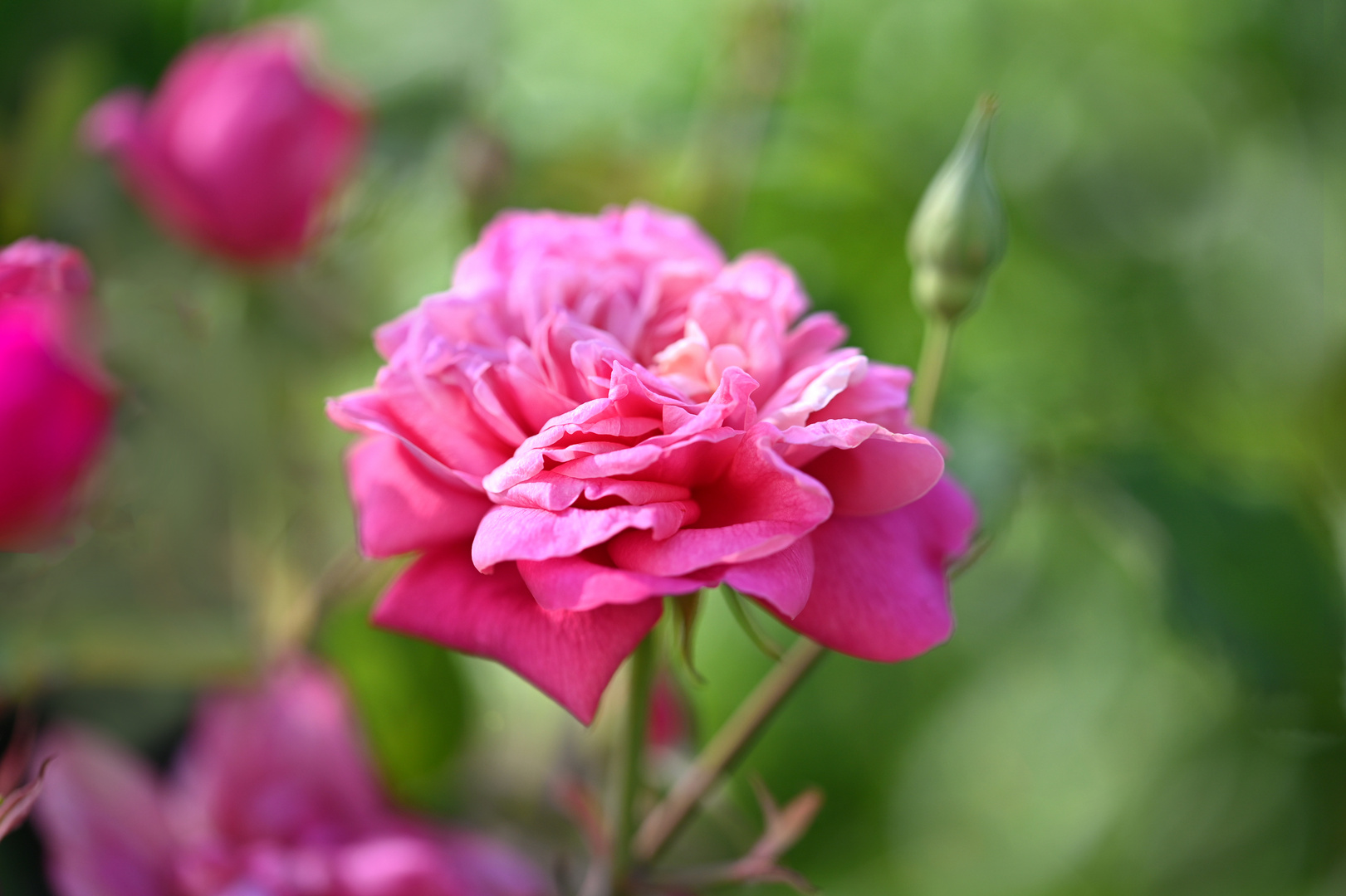 Roses of my garden